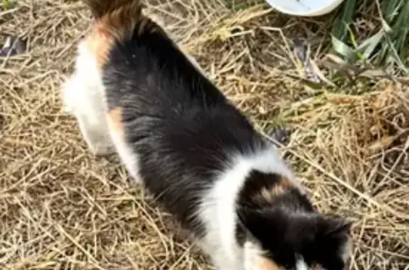 Кошка найдена: ул. Морозова, 94, Хабаровск