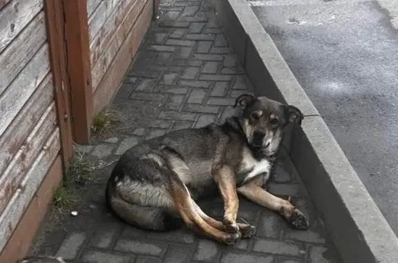 Собаки потеряшки, Березовый, фото: Потеряшка собака, ул. Скульптора Коломойцева 30