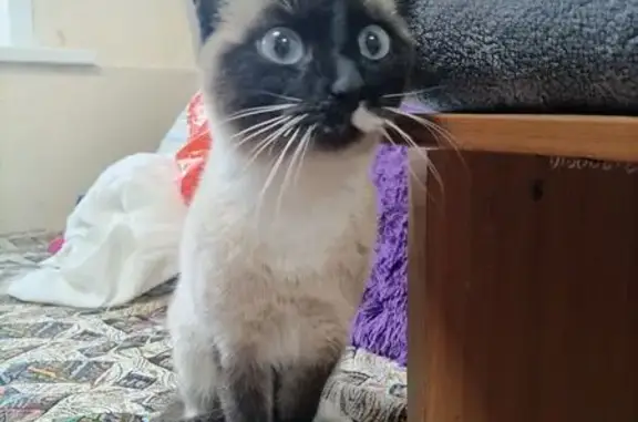 Найдена кошка, Иркутск, фото: Сиамская кошка найдена на Лермонтова, Иркутск