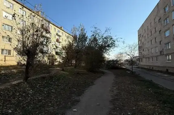 Найдена кошка, ул. Строителей 82, Чита