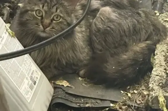 Кот найден на Дзержинском шоссе, 5/4