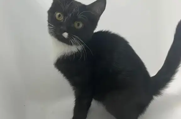 Найдена кошка, Томск, фото: Кошка найдена на ул. Говорова, 10/2, Томск