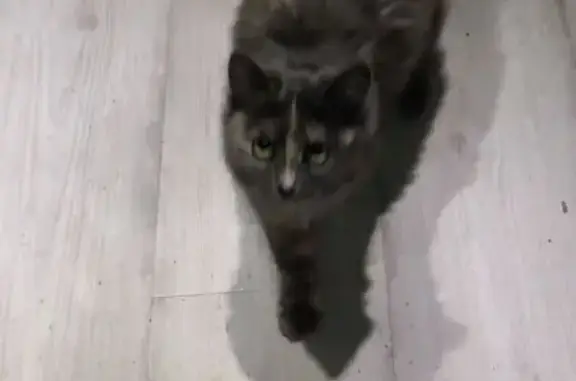 Кошка найдена: Салмышская 67/2, Оренбург