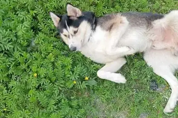 Собаки потеряшки, Уссурийск, фото: Потеряшка собака, Уссурийск, ул. Ушакова 8А