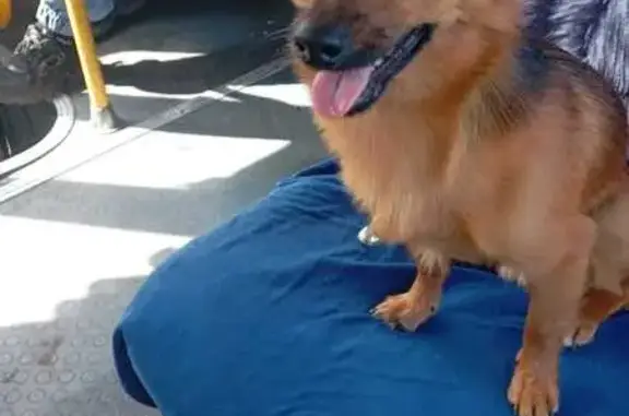 Пропала собака, Весенняя ул. 1, Киселёвск