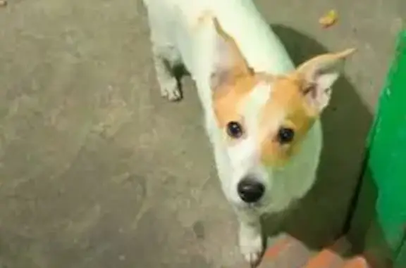 Найдена собака, Кемерово, фото: Собака найдена: ул. Юрия Смирнова, 4