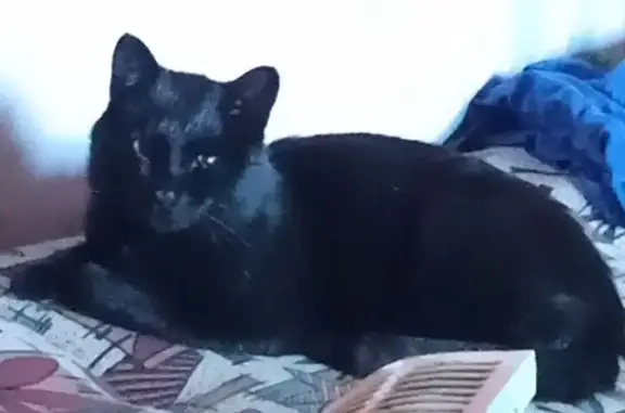 Кошки потеряшки, городской округ Бердск, фото: Потеряшка кот у Лунная улица, 42, Бердск