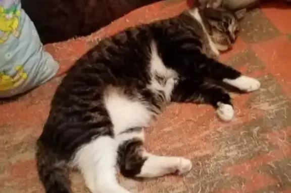 Большой, полосатый, морда темная, лапы белые, одна задняя белая, другая - темная, кончик хвоста белый.