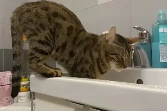 Найдена кошка, Новосибирск, фото: Бенгальская кошка найдена на Державина, 92