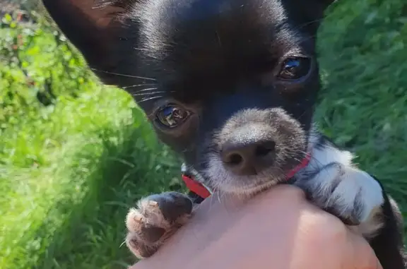 Потерянные животные Каменск-Уральский, фото: Пропала собака, ул. Кутузова, 31А