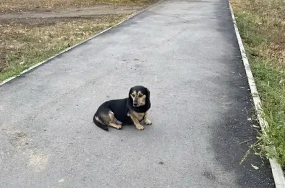 Собака найдена: Усть-Курдюмская 37, Саратов