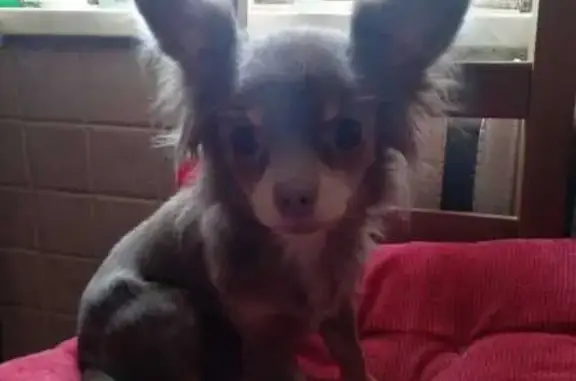 Пропала чихуахуа, Рабочая ул. 48, Домодедово