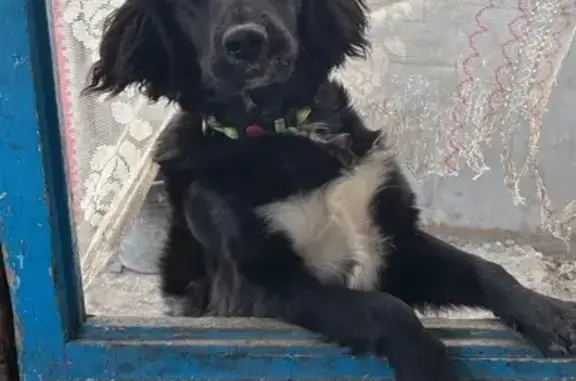 Пропала собака, ул. Лобачевского 30, Кемерово