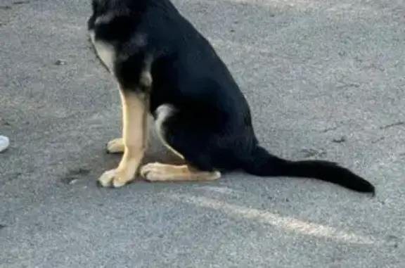 Пропала овчарка, ул. 40 лет Октября, Миасс