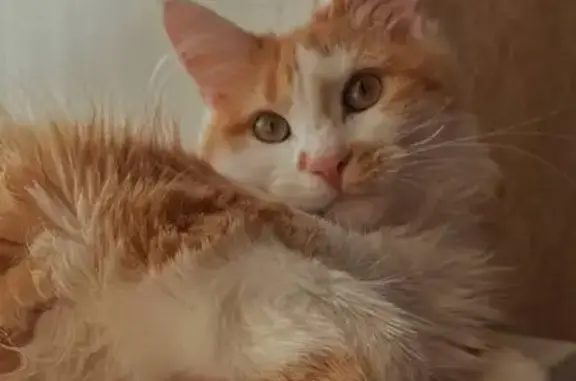 Пропала кошка на Сев.-Западной, 54, Барнаул