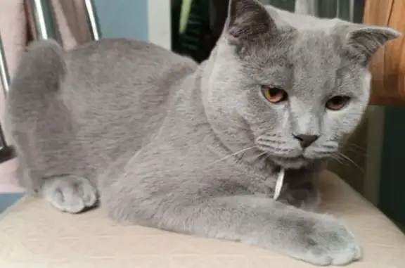 Пропал британец на Белинского, 10Б