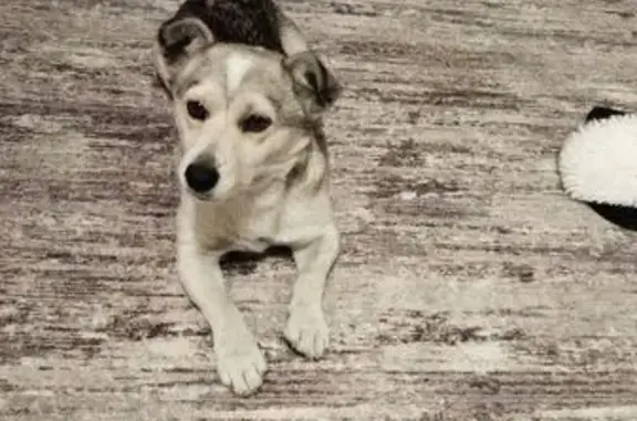 Найдена собака, Абакан, фото: Найдена собака, ул. Будённого 74В к2, Абакан