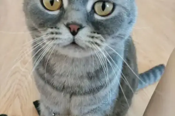 Кошки потеряшки, Кемерово, фото: Потеряшка кошка, Стадионная 33, Кемерово