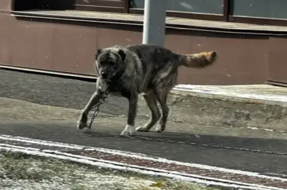 Собака найдена: Депутатская 53, Иркутск