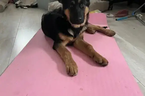 Собака найдена: Улан-Баторская, 3, Иркутск