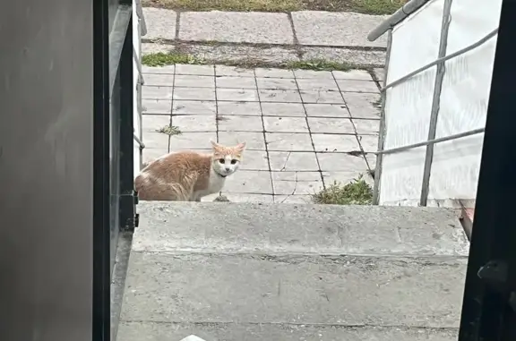 Найдена кошка, Ульяновск, фото: Кошка найдена на Рябикова, 70 к2, Ульяновск