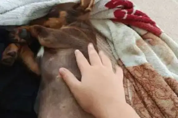 Собаки потеряшки, Незнамово, фото: Потеряшка собака, Заречная 9, Незнамово