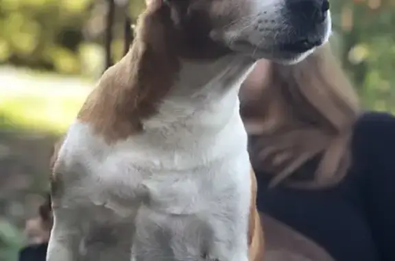 Собаки потеряшки, Московская область, фото: Потеряшка собака, видели на Беговой, МО