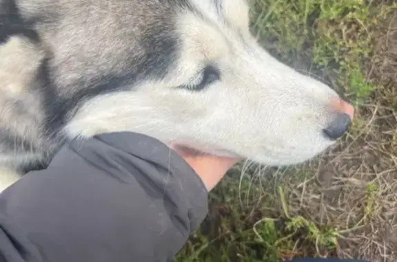 Найдена собака, , фото: Хаски найдена: Шереметьевская ул, 6, Рязань