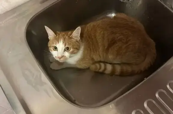 Пропала кошка, Ватутина 4А, Владивосток