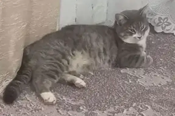 Пропала кошка, Геацинтовая ул., Камышеваха