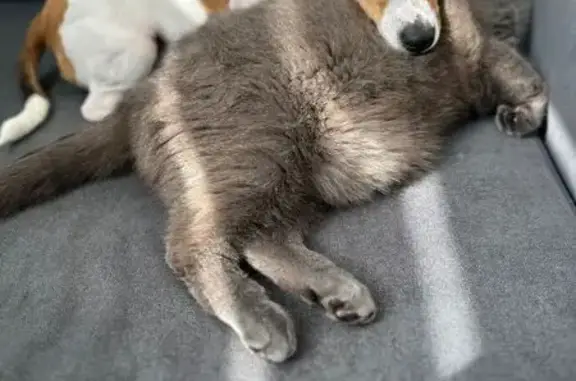 Собаки потеряшки, Брест, фото: Потеряшка собака, ул. Мошенского 104, Брест