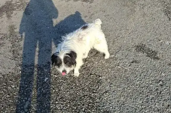 Собака найдена на ул. Корницкого, Горячий Ключ