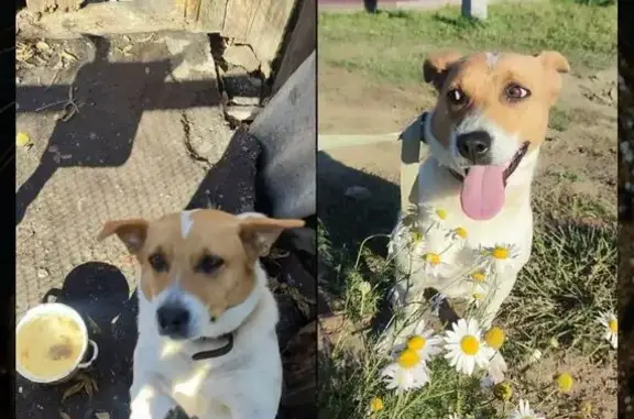 Собаки потеряшки, Иркутск, фото: Потеряшка собака на ул. Б. Хмельницкого, Иркутск