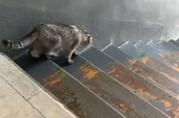 Кошка найдена: Кокшайский пр., 12, Й-Ола