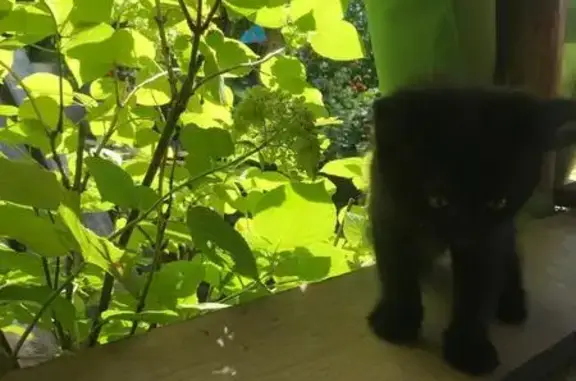 Кошки потеряшки, , фото: Потеряшка кошка, Тольятти, Гидротехническая 35