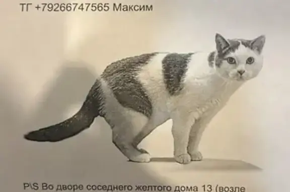 Пропала кошка, пр. 40 лет Октября, 15