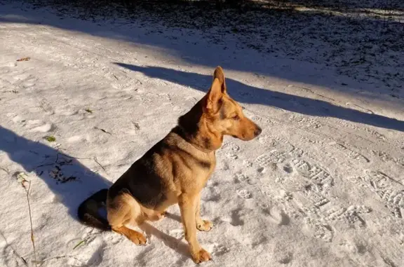 Собаки потеряшки, Москва, фото: Потеряшка собака, Машкинское ш. 15к1с1