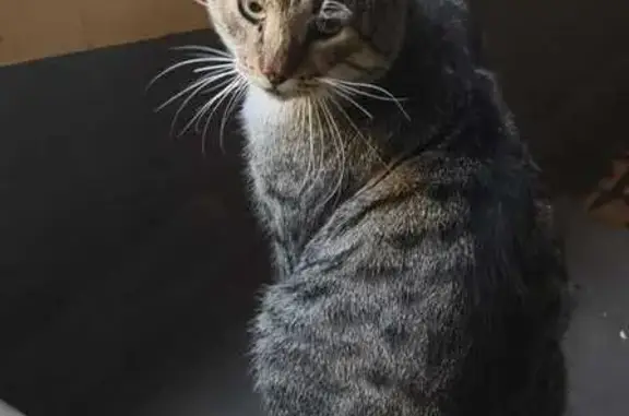 Найдена кошка, Санкт-Петербург, фото: Найдена кошка: Хасанская ул., 26 к1, СПб