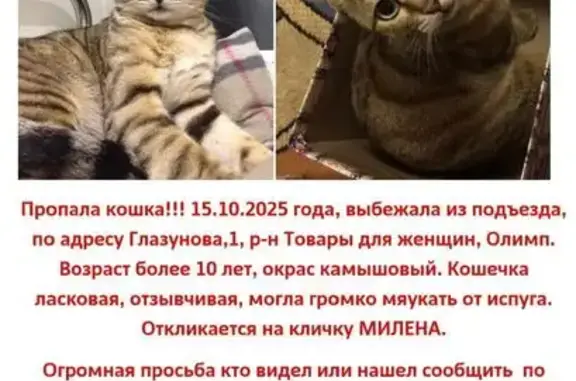 Кошки потеряшки, Пенза, фото: Потеряшка кошка, ул. Глазунова, 1, Пенза