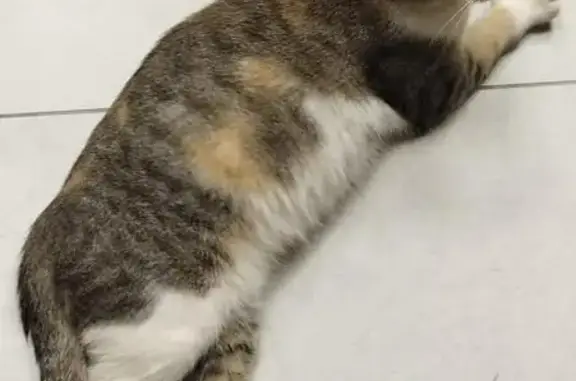 Найдена кошка за школой 29, ул. Фурманова