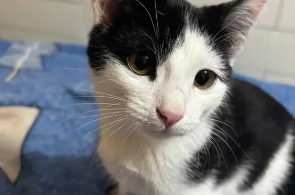 Найдена кошка, Альметьевск, фото: Котёнок найден в Альметьевске, АЛСУ