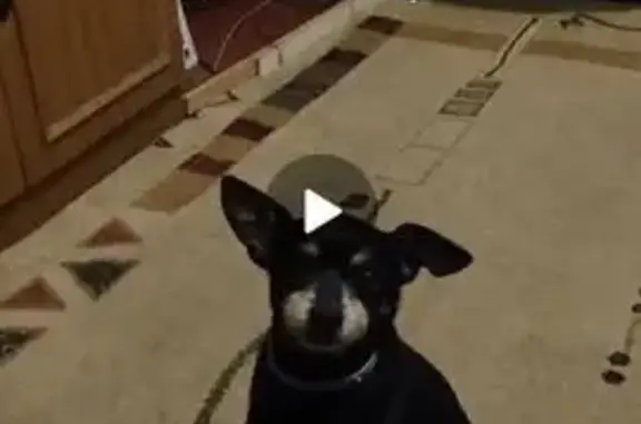 Собаки потеряшки, , фото: Потеряшка собака в пос. Геолог, Гизель