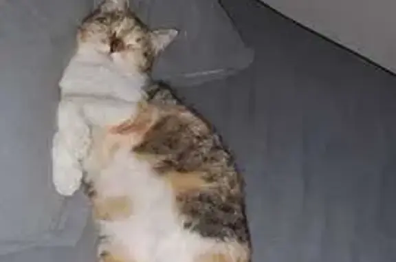 Пропала кошка, ул. Аграрник, Белореченск