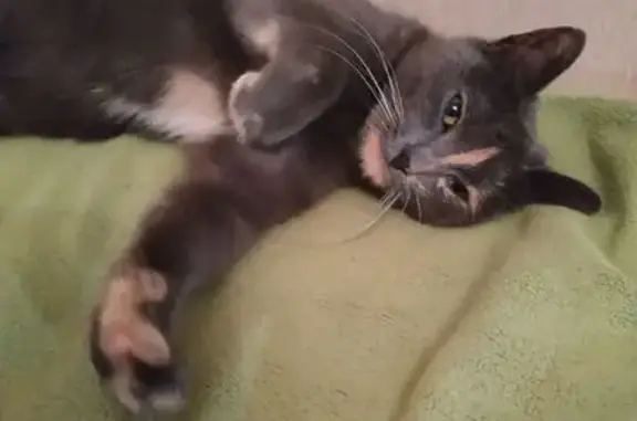 Кошка найдена: Красноперекопская 2, Яр.