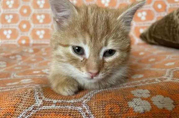 Найдена кошка, Чебоксары, фото: Котенок найден на Гражданской 133/1, Чебоксары