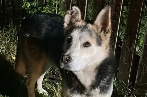 Найдена собака, Ленинградская область, фото: Собака найдена в Кобрино, Ленобласть