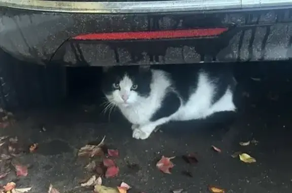 Пропала кошка у дома на Каскадной, 3А