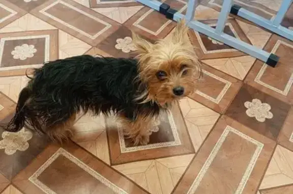 Найдена собака, Курганинск, фото: Йоркширский терьер найден на Лермонтова, 23