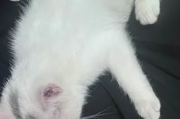 Найденные животные Грозный, фото: Кошка найдена, ул. Бислиева, Грозный