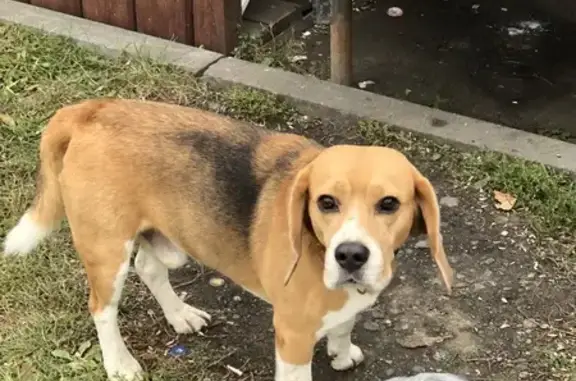 Собака на Худякова/Доватора, Челябинск